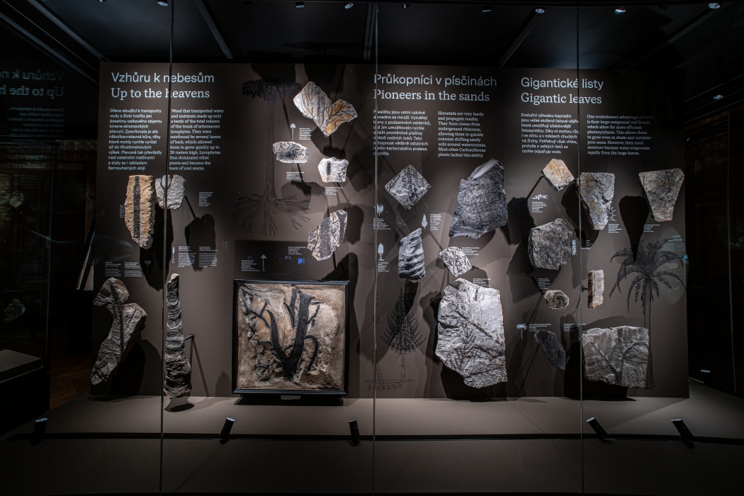 Czech National Museum - Windows into Prehistory